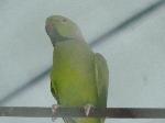 Aves