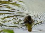 Aves