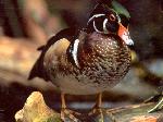Aves