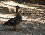 Aves