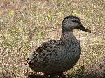 Aves
