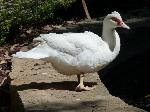 Animais de quinta