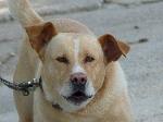 Cães