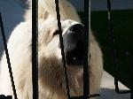 Cães