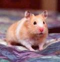 Hamster