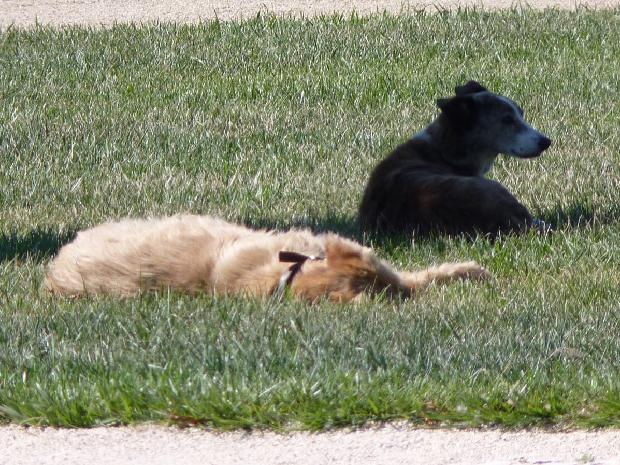 Cães