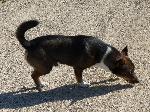 Cães