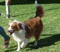 Cão de Pastor Australiano