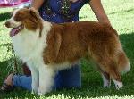 Cães