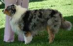 Cães