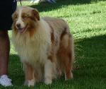 Cães