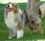 Cães