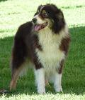 Cão de Pastor Australiano