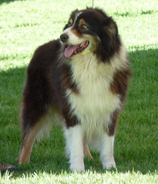Cão de Pastor Australiano