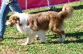Cão de Pastor Australiano