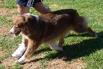 Cães
