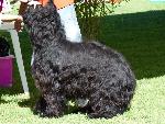 Cães