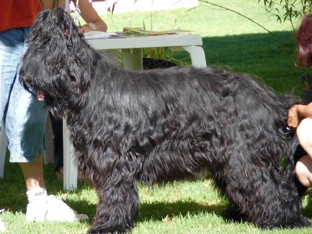 Cão de Pastor de Brie