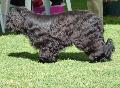 Cão de Pastor de Brie