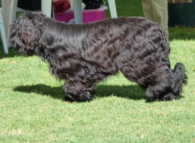 Cão de Pastor de Brie