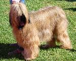 Cães