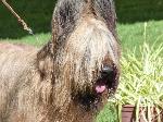 Cães