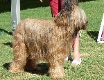 Cães