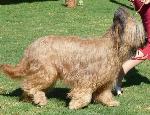 Cães