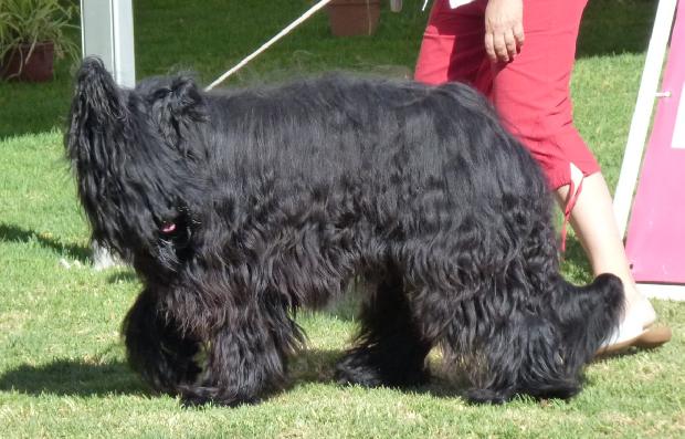 Cão de Pastor de Brie