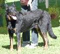 Cão de Pastor Beauce