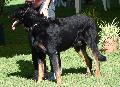 Cão de Pastor Beauce