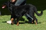 Cães