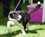 Cães