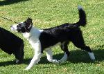 Cães