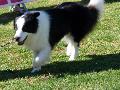 Border Collie