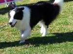 Cães