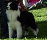 Cães
