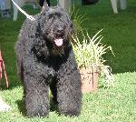 Cães