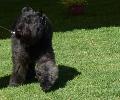 Cão Boieiro da Flandres