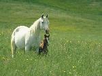 Cavalos