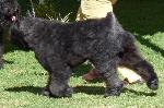 Cães
