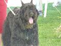 Cão Boieiro da Flandres