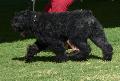 Cão Boieiro da Flandres