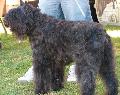 Cão Boieiro da Flandres