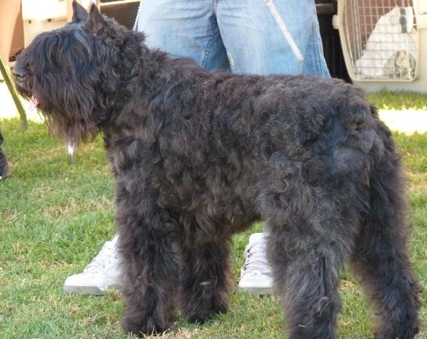 Cão Boieiro da Flandres