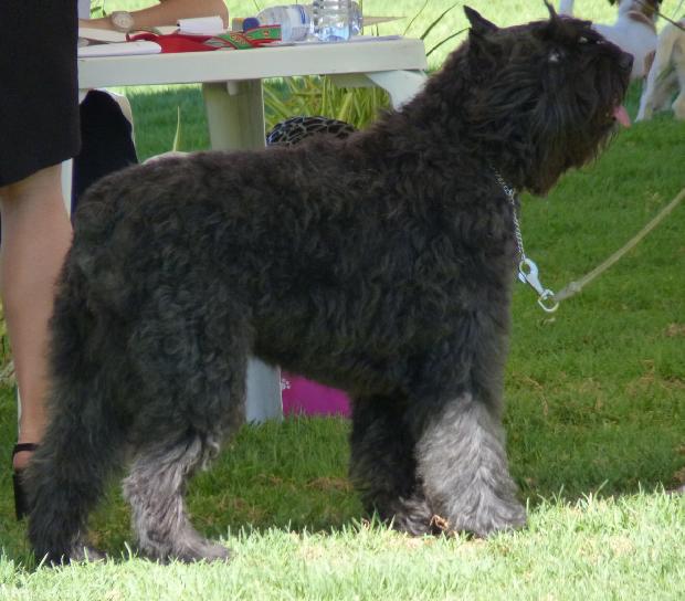 Cão Boieiro da Flandres