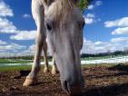 Cavalos