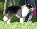Border Collie