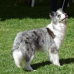 Cães