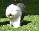 Cães